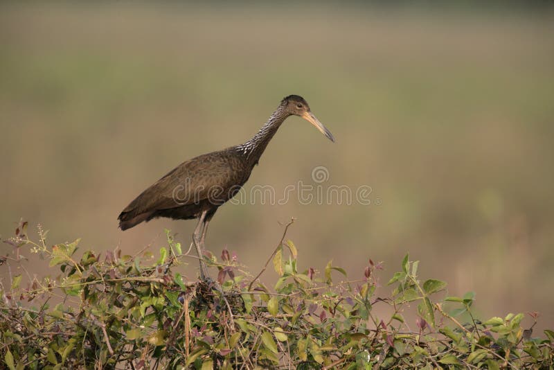 Limpkin, Aramus guarauna, single bird on bush, Brazil