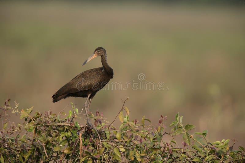 Limpkin, Aramus guarauna, single bird on bush, Brazil