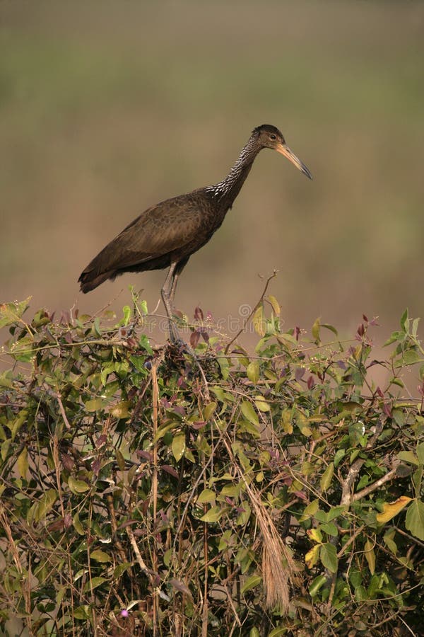 Limpkin, Aramus guarauna, single bird on bush, Brazil