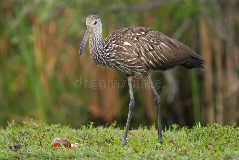 Limpkin (Aramus guarauna) standing in a grass