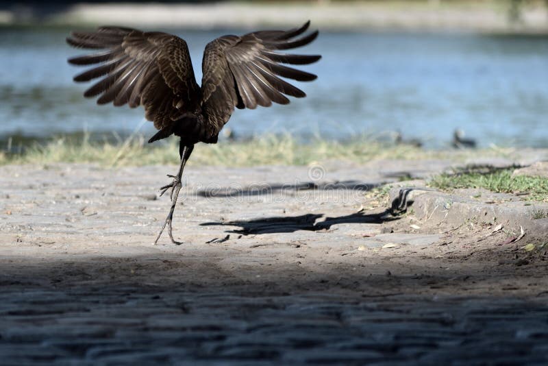 limpkin (Aramus guarauna) taking off  in a public park in Buenos Aires