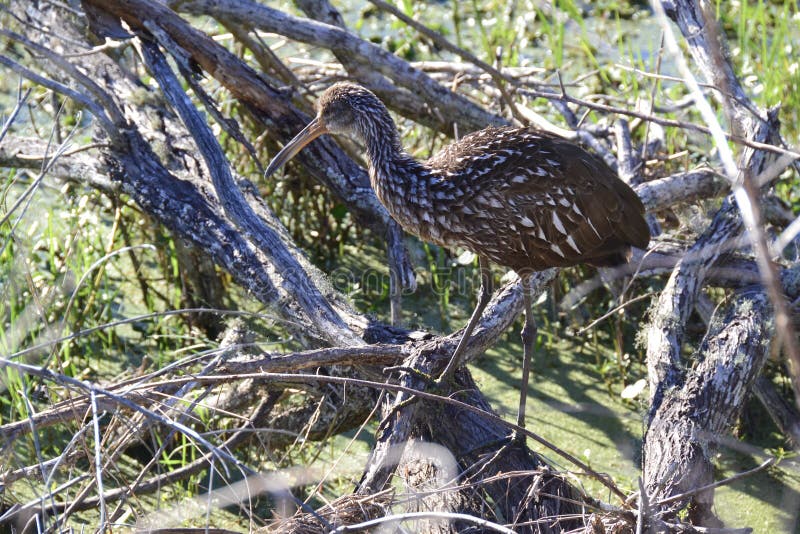 Limpkin (Aramus guarauna) walking across tree branches at Circle B Bar