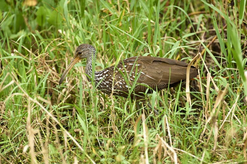 Arthur R. Marshall Loxahatchee National Wildlife Reserve,Wellington,Florida,USA. Limpkin (Aramus guarauna)