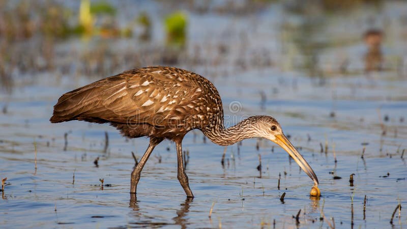 Limpkin catching a mollusc &#x28;Aramus guarauna&#x29;, Florida, United states