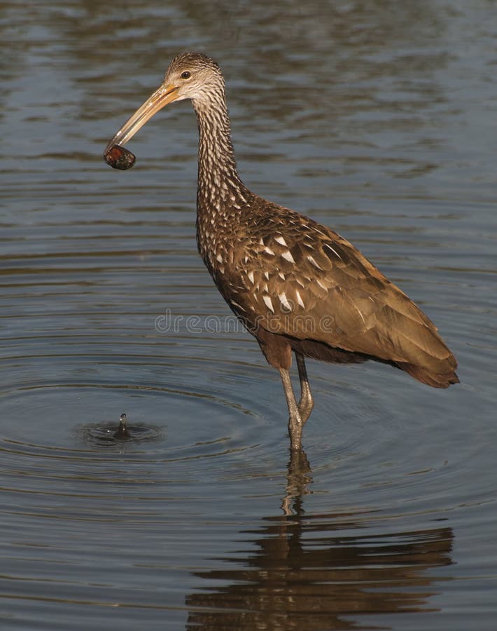 Limpkin with in water