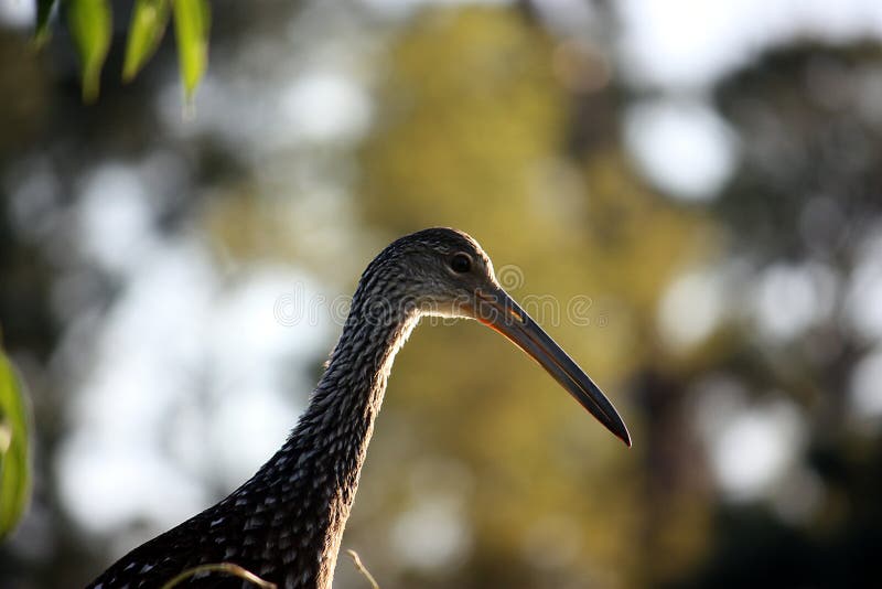 A limpkin, Aramus guarauna, in the wetlands of florida; on the special watch list due to it's dwindling numbers. A limpkin, Aramus guarauna, in the wetlands of florida; on the special watch list due to it's dwindling numbers