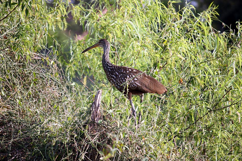 A limpkin, Aramus guarauna, in the wetlands of florida; on the special watch list due to it's dwindling numbers. A limpkin, Aramus guarauna, in the wetlands of florida; on the special watch list due to it's dwindling numbers