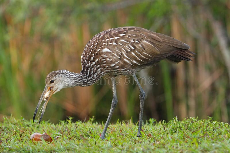 Limpkin (Aramus guarauna) eating snail. Limpkin (Aramus guarauna) eating snail