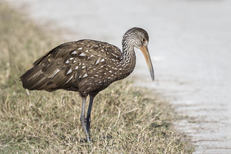 Limpkin (Aramus guarauna ) at the edge of a pond - Melbourne, Florida. Limpkin (Aramus guarauna ) at the edge of a pond - Melbourne, Florida