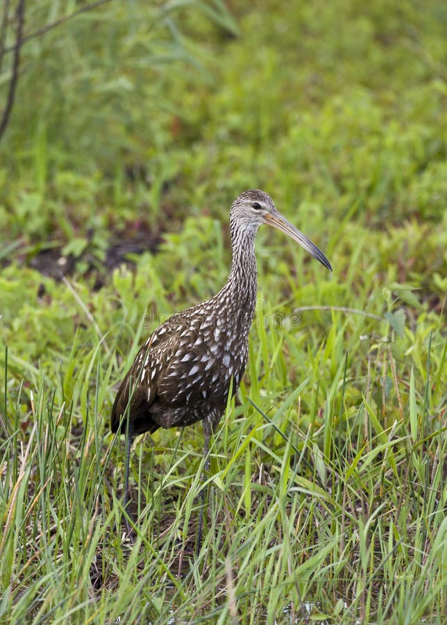 Limpkin in everglades feeding in the early morning