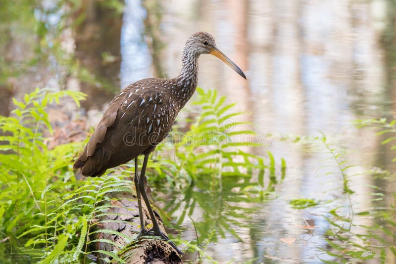 A limpkin pauses on a log as it searches for a meal at Shingle Creek Regional Park in Orlando, Florida. A limpkin pauses on a log as it searches for a meal at Shingle Creek Regional Park in Orlando, Florida.