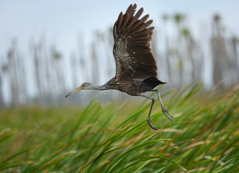 Limpkin taking off in a cattail marsh at Orlando Wetlands Park in Christmas, Florida. The bird is in flight with wings high. Scientific name is Aramus guarauna. Limpkin taking off in a cattail marsh at Orlando Wetlands Park in Christmas, Florida. The bird is in flight with wings high. Scientific name is Aramus guarauna.