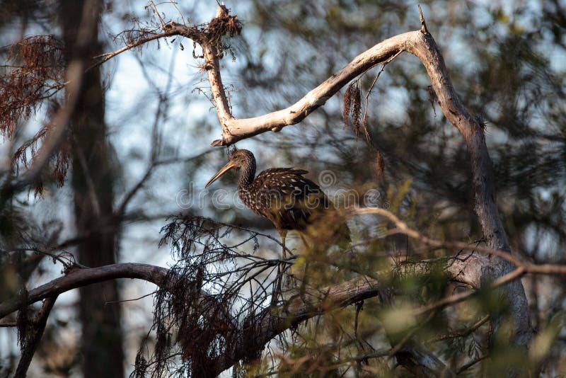 Limpkin wading bird Aramus guarauna in the Corkscrew Swamp Sanctuary of Naples, Florida