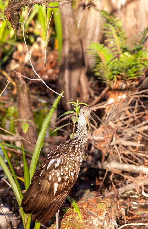 Limpkin wading bird Aramus guarauna in the Corkscrew Swamp Sanctuary of Naples, Florida