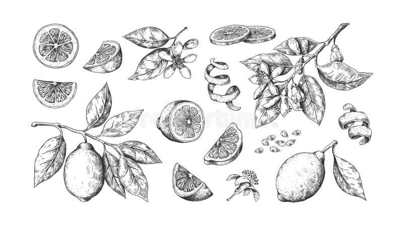 Limão desenhado à mão Laranja-limão ou frutos-limão vinificados e ramificações para o rótulo do sumo Esquema alimentar do vetor