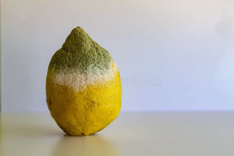 Limão estragado com molde foto de stock Limão estragado com molde foto de stock
