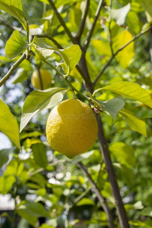 Limón amarillo maduro de la fruta cítrica que cuelga en una rama con las hojas verdes Fruta madura de aromático amargo natural fr fotos de archivo Limón amarillo maduro de la fruta cítrica que cuelga en una rama con las hojas verdes Fruta madura de aromático amargo natural fr fotos de archivo