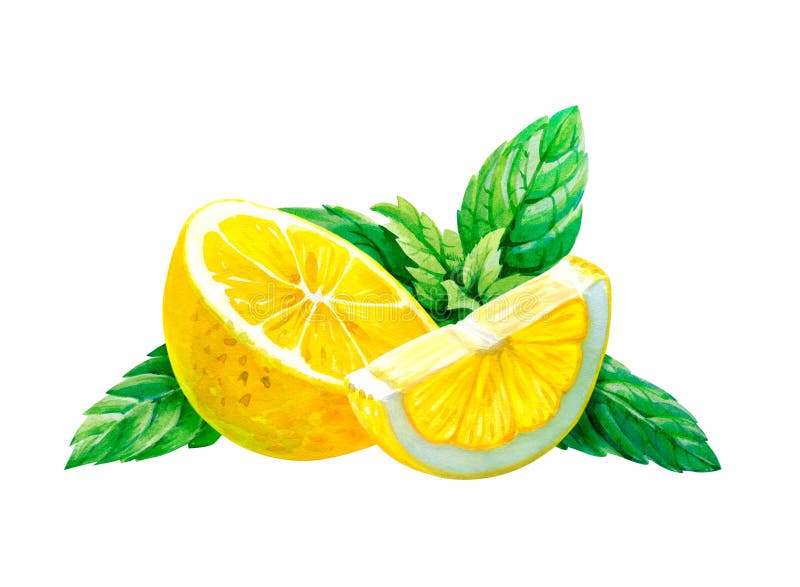 Limón con las hojas de menta aisladas en el ejemplo blanco de la acuarela ilustración del vector Limón con las hojas de menta aisladas en el ejemplo blanco de la acuarela ilustración del vector