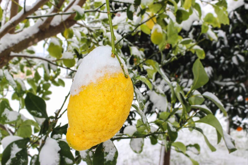 Limón en la nieve fotos de archivo Limón en la nieve fotos de archivo