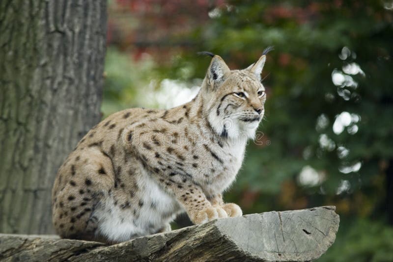 LYNX imagens de stock royalty free