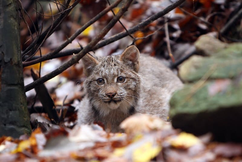 Lince em Perseguição fotos de stock