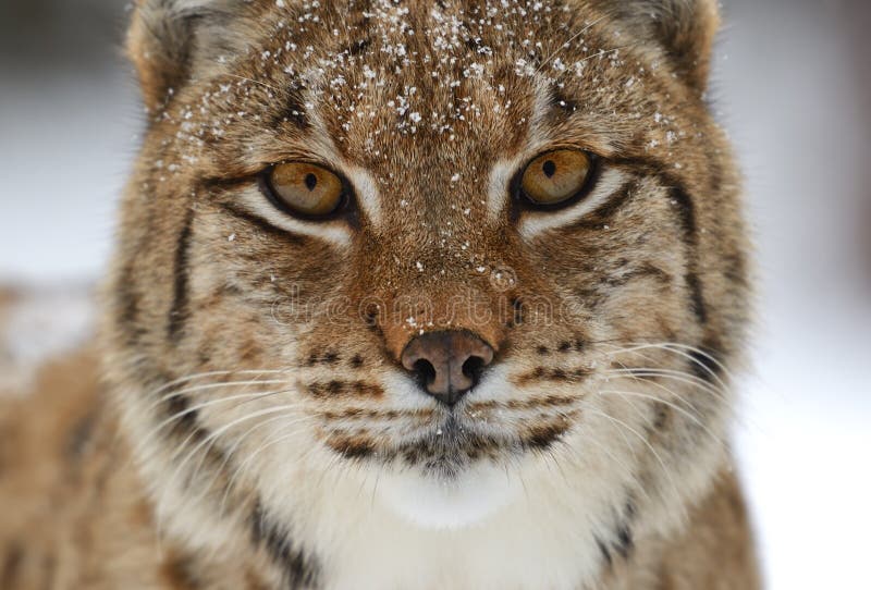 Olho da corça foto de stock. Imagem de fauna, animal - 12863518