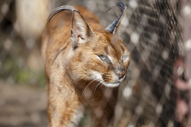 Lince en una jaula Concepto: mantener animales salvajes cautiverio foto de archivo Lince en una jaula Concepto: mantener animales salvajes cautiverio foto de archivo
