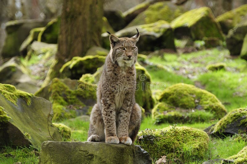 Lince eurasiático imagenes de archivo