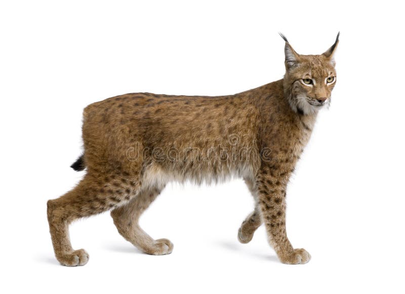 Eurasian Lynx, lynx lynx, 5 years old, standing in front of white background, studio shot. Eurasian Lynx, lynx lynx, 5 years old, standing in front of white background, studio shot