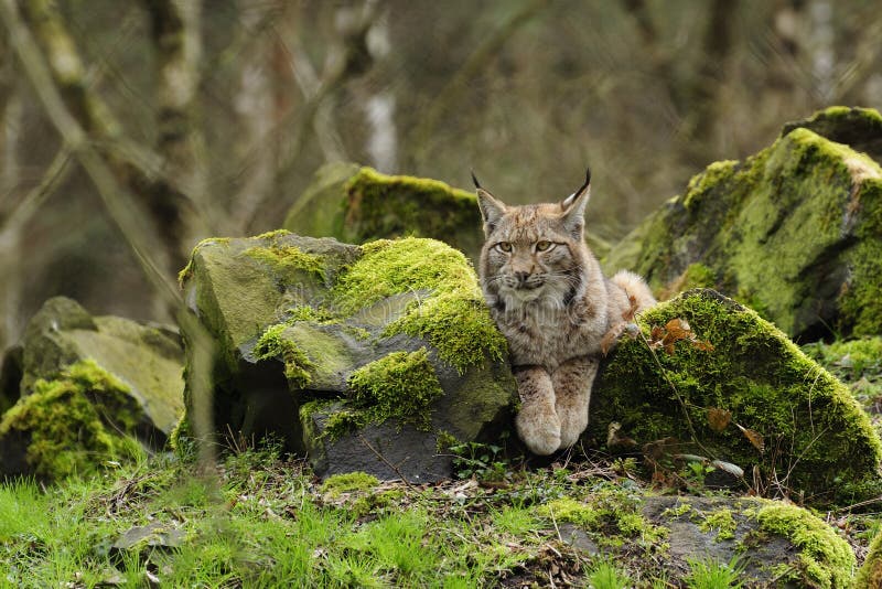 Lince-euroasiático fotografia de stock