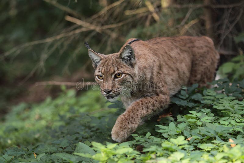 Lince-euroasiático foto de stock