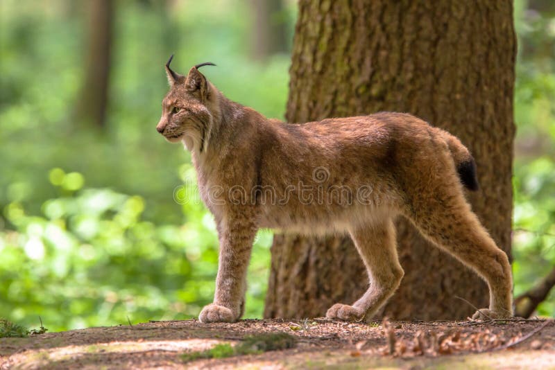 Lince-euroasiático imagem de stock