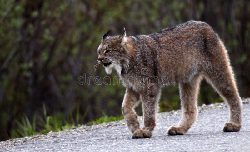 Lince nella sosta nazionale di Denali immagine stock Lince nella sosta nazionale di Denali immagine stock