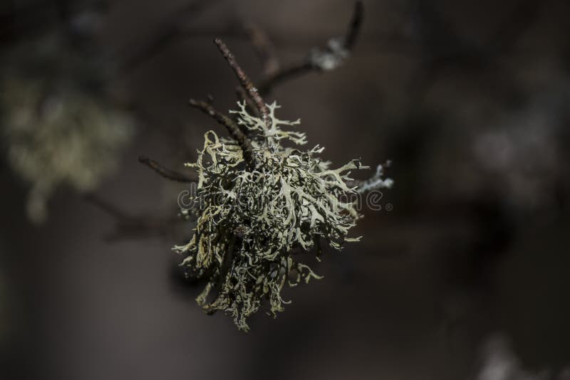 Linchen in dark forrest lake