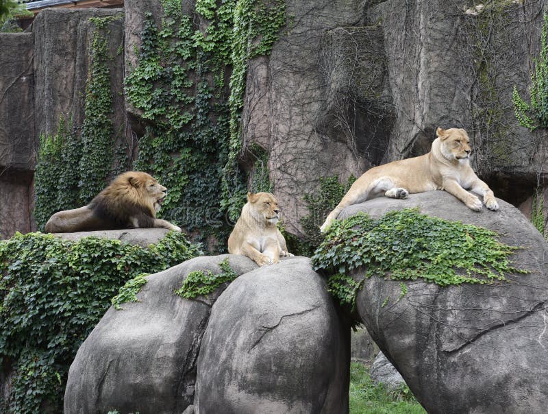 Lincoln Park Zoo Pride