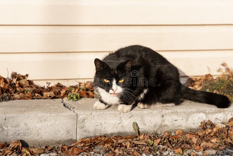 Gatinho Alienígena Com Três Olhos Cinza Imagem de Stock - Imagem