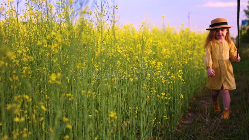 Linda bebé caminando por el campo de canola en el soleado campo almacen de video