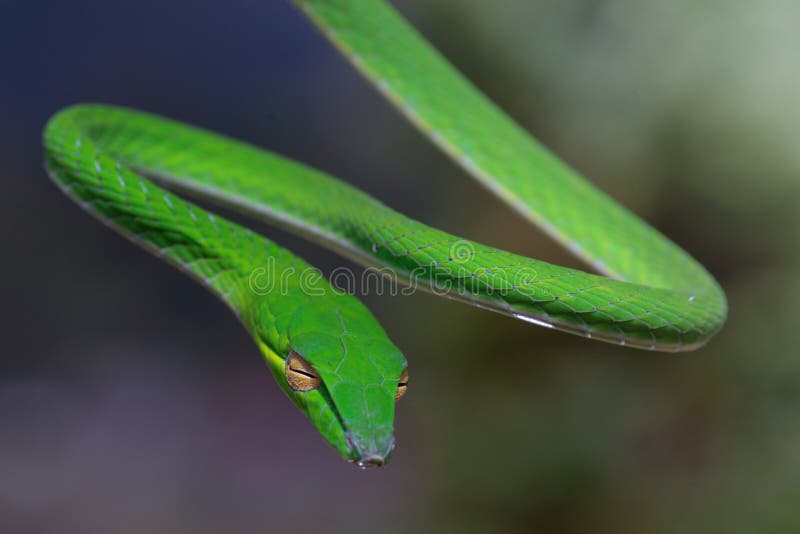 Linda Serpente Azul Brilhante Com Fundo Natural Foto de Stock