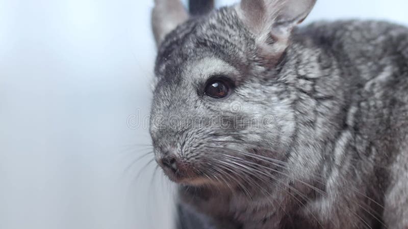 Linda chinchilla gris sentada sobre el concepto de mascotas purebautizado roedor divertido animales almacen de metraje de vídeo