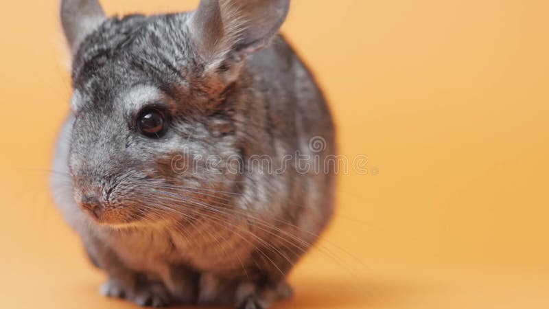 Linda chinchilla gris sentada sobre el concepto de mascotas purebautizado roedor divertido animales almacen de video