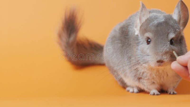 Linda chinchilla gris sentada sobre el concepto de mascotas purebautizado roedor divertido animales metrajes