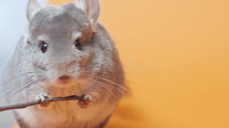 Linda chinchilla gris sentada sobre el concepto de mascotas purebautizado roedor divertido animales metrajes