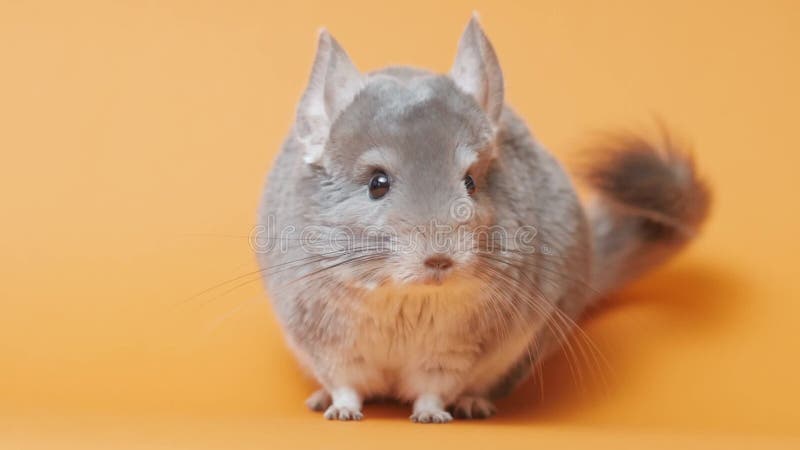 Linda chinchilla gris sentada sobre el concepto de mascotas purebautizado roedor divertido animales almacen de video