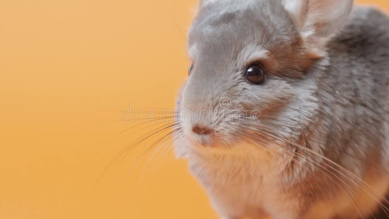 Linda chinchilla gris sentada sobre el concepto de mascotas purebautizado roedor divertido animales almacen de video