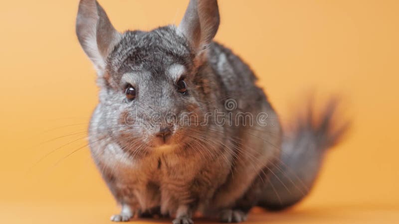 Linda chinchilla gris sentada sobre el concepto de mascotas purebautizado roedor divertido animales almacen de video