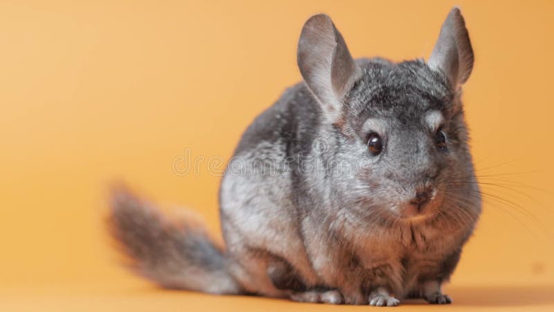 Linda chinchilla gris sentada sobre el concepto de mascotas purebautizado roedor divertido animales almacen de metraje de vídeo