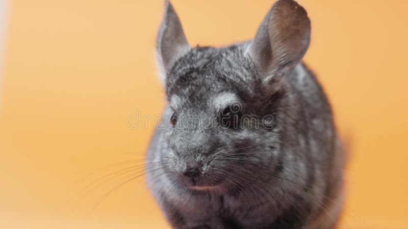 Linda chinchilla gris sentada sobre el concepto de mascotas purebautizado roedor divertido animales metrajes