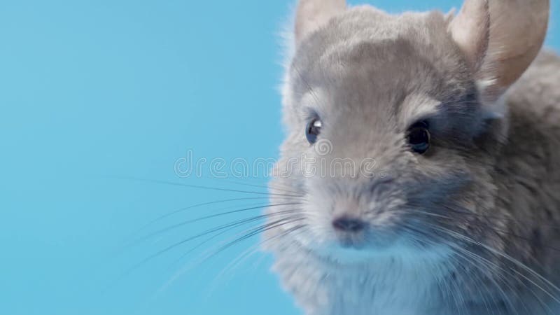 Linda chinchilla gris sentada sobre fondo estudio de color azul bello concepto de mascotas puré fluffy roedor comportamiento anima almacen de metraje de vídeo