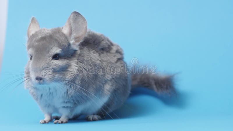 Linda chinchilla gris sentada sobre fondo estudio de color azul bello concepto de mascotas puré fluffy roedor comportamiento anima