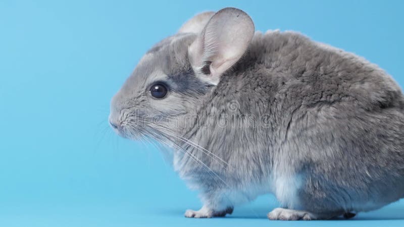 Linda chinchilla gris sentada sobre fondo estudio de color azul bello concepto de mascotas puré fluffy roedor comportamiento anima almacen de video